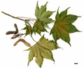 SpeciesSub: subsp. cappadocicum